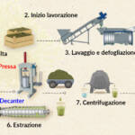 Molitura olive: differenze prima spremitura ed estrazione a freddo